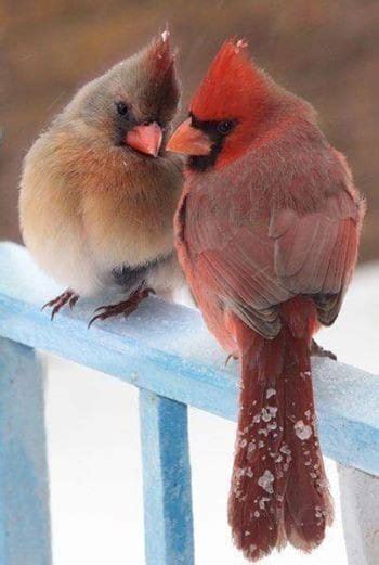Cardinals Mate For Life Beautiful Birds Birds Colorful Birds