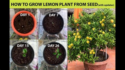 How To Grow Lemon At Home From Seeds
