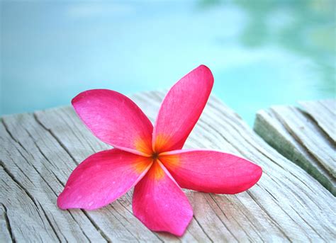 Hawaiian Plumeria Flower Wallpapers Wallpaper Cave