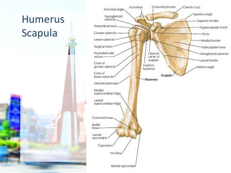 Shoulder Girdle And Brachial Plexus Anatomy