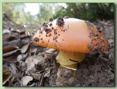 Amanita Caesarea Photo Selection N1 Images Of Mushrooms