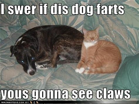 Funny Dog Pictures I Swer If Dis Dog Farts Yous Gonna See Claws Dog