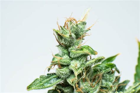 Tropical Cookies Weed Strain Review And Information Ctu