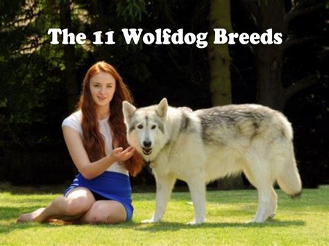 11 Best Wolfdog Breeds Hubpages