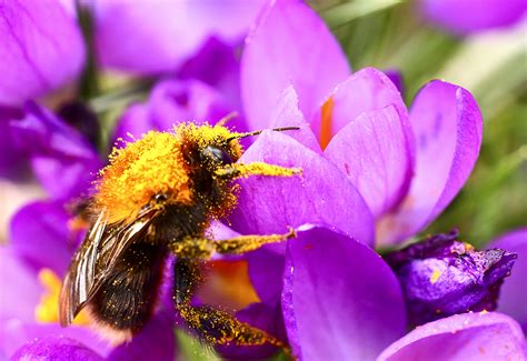 Bees Pollinating Flowers Images Pollinator High Res Stock Images