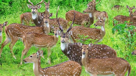 Telangana State Animal Wikipedia Champion Of Animal Wallpapers