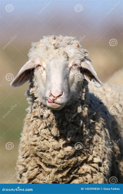 Portrait Of Funny Face Sheep Stock Photo Image Of Cute Tongue 142599834