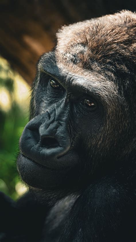 Gorilla Ape Mammal Free Photo On Pixabay Pixabay