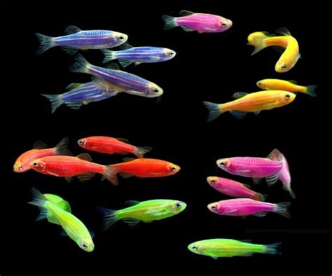 Данио Glofish светящаяся аквариумная рыбка Бест Фиш