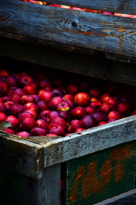 Splendiferous Fall Apples Apple Harvest Fall Harvest