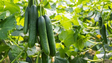 13 Cucumber Varieties You Might Not Know About