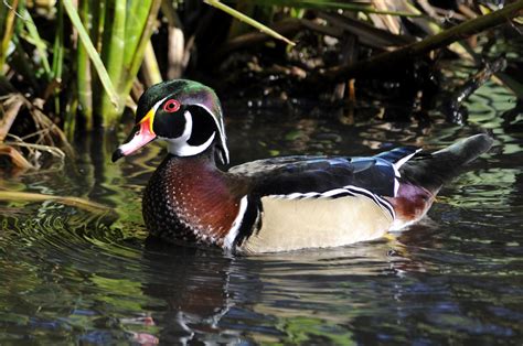 15 Types Of Ducks In Florida With Pictures Birdwatching Tips