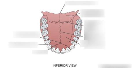 Comd 3100 Ch 4 Roof Of Mouth Diagram Quizlet