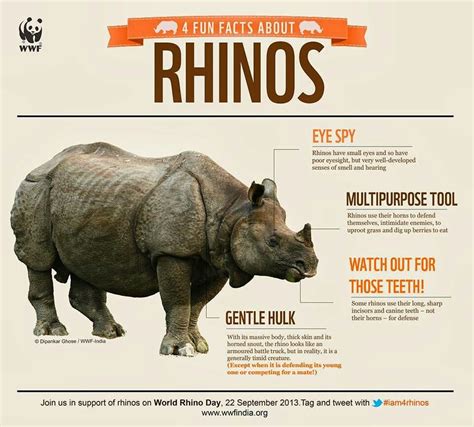 Wwf And All Advocates Honoring World Rhino Day Around The Globe Wwf