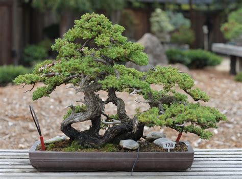 That definition might be expanded to include the art of growing these plants, shrubs, or trees as well. WIKI - Bonsai - Waking Times