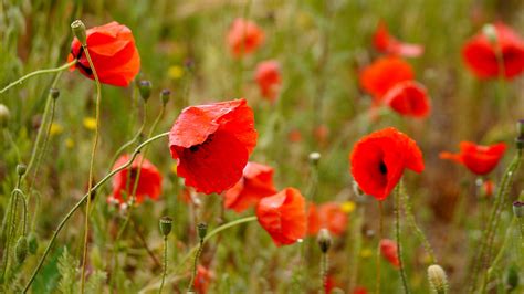 Red Poppies Flowers Petals Buds Green Leaves Plants Blur Background Hd