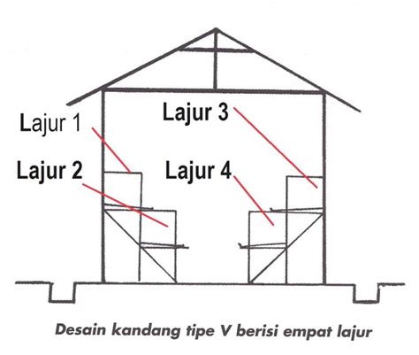 Ayam petelur adalah ayam betina dewasa yang dibudidayakan khusus untuk diambil telurnya saja. BMI HONGKONG: MODAL AWAL PETERNAKAN AYAM PETELUR SEDERHANA