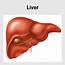 Liver Disease – Best Gastroenterology Hospital In India