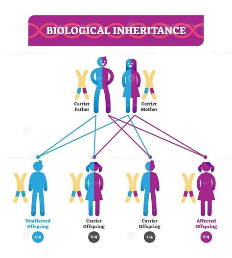 Biological Inheritance Vector Illustration Infographic Vectormine In