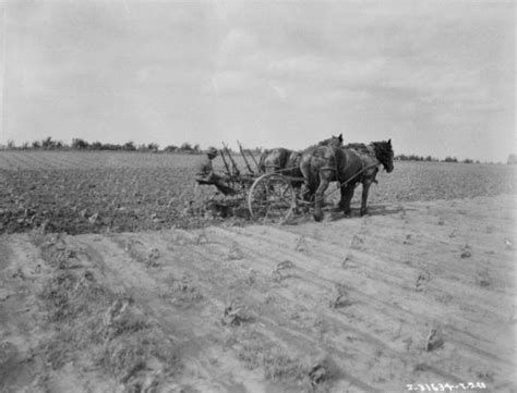 Horse Drawn Cultivator Photograph Wisconsin Historical Society