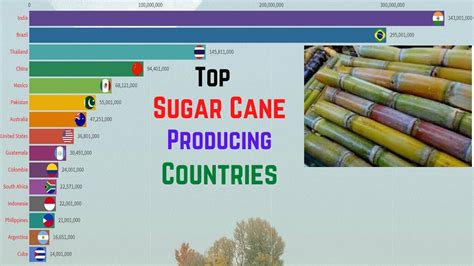 Top Sugar Cane Producing Countries Worlds Largest Sugarcane Producing