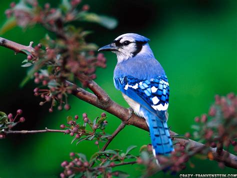 47 Bing Birds Wallpaper Wallpapersafari