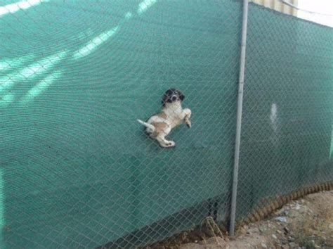 Dog Stuck In A Fence Meme Guy