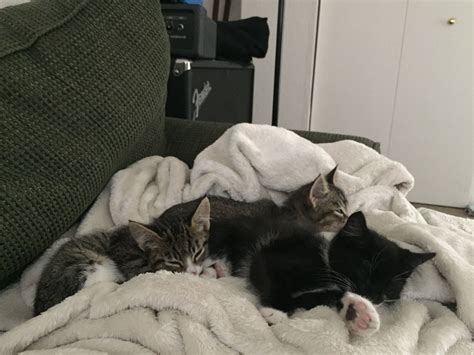 The Kittens Love Sleeping Together ~ Cutest Cuddle Puddle Kitten Love