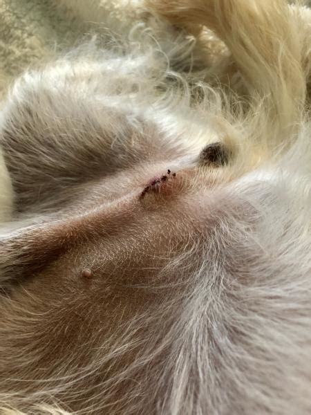 Red Bump In Dogs Stitches After Neutering