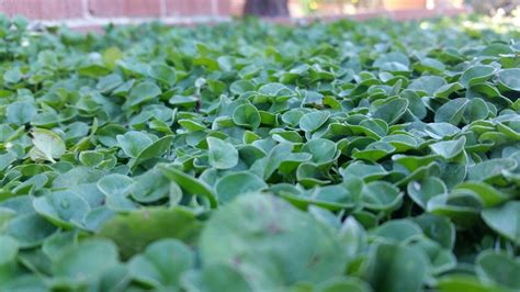 A hardy ground cover, this plant looks wonderful used as part of sloped landscaping. Dichondra, a good ground covering plant, like a ...