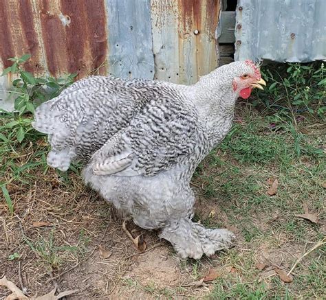 Barred Cochin Standard Cochin Baby Chicks Cackle Hatchery®
