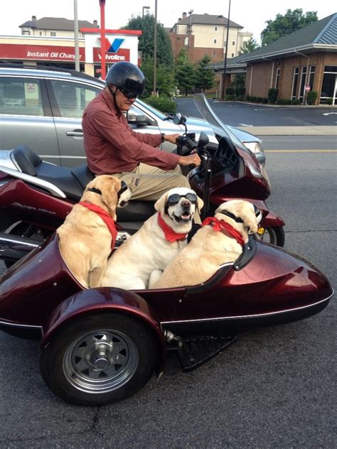 Riding a sidecar motorcycle is easier than you think. Dogs Ride Sidecar On Nashville Man's Motorcycle (PHOTO ...