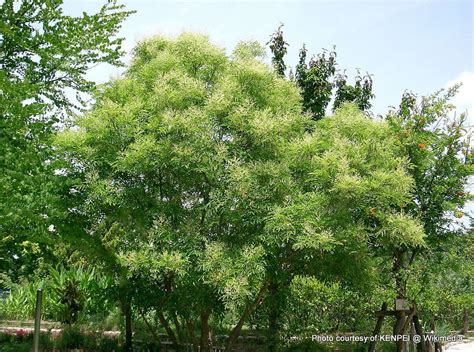 Phil Bendle Collectionfraxinus Chinensis Chinese Ash Citscihub