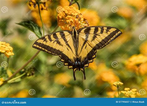 Farfalla Occidentale Di Swallowtail Della Tigre Immagine Stock