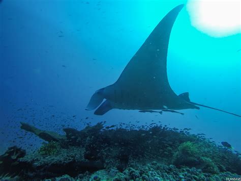 Experience True Exploration, See the Frontlines of Conservation — Large