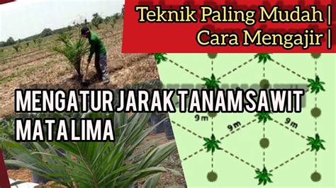 Rumus Jarak Tanam Kelapa Sawit