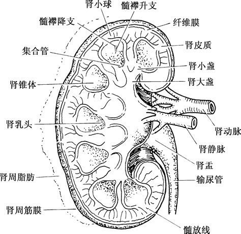 四、肾内组织和血管结构 临床医学 医学