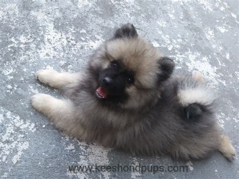Keeshond Mix Puppies For Sale
