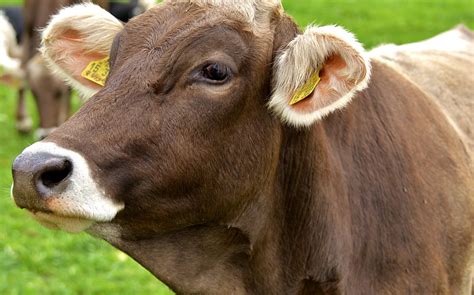 Cow Allgäu Cows Free Photo On Pixabay