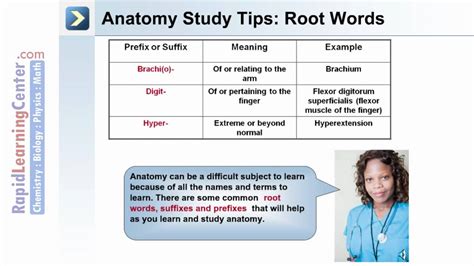 Similar to doctor's, a nurse's first year of study is usually centered on all things anatomy and physiology. Best Way To Study Anatomy And Physiology - Anatomy Drawing ...