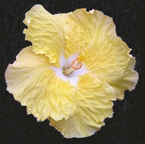 Hibiscus Kinchens Yellow In 150mm Advanced Pot Trigg Plants