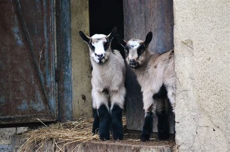 Free Images Sheep Backyard Mammal Fauna Goats Animals