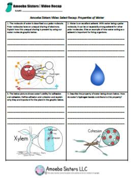 Amoeba sister mitosis worksheet answers. 33 Properties Of Water Worksheet Answers Biology ...