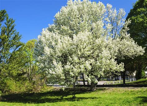 Bradford Pear Tree Planting Trees 10 To Avoid In Your Yard Bob Vila