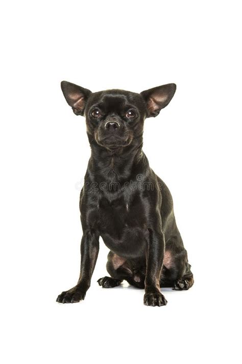 Pretty Black Chihuahua Dog Sitting Isolated On A White Background Stock