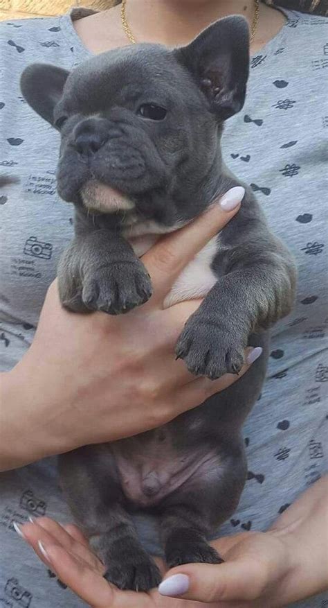 We only facilitate adoptions in the usa and canada. Available Blue French bulldogs FOR SALE ADOPTION from ...