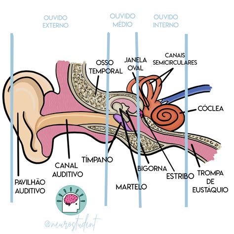 Ouvido Externo Médio E Interno