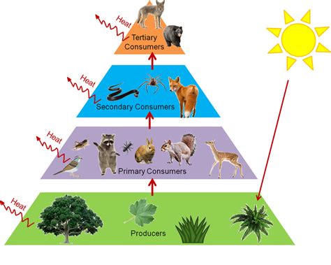 Energy Flow Through An Ecosystem Mastering Biology