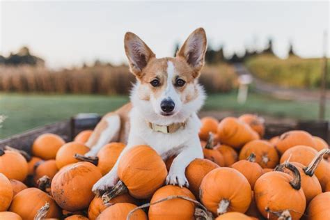 Fall Aesthetics Cute Dog In 2020 Dog Photoshoot Fall Dog Photos