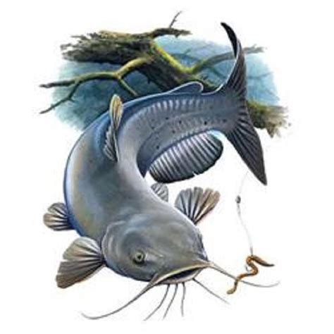 Fish Drawings Art Drawings Catfish Tattoo Blue Catfish Quilt Fabric